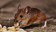 24 Hour & Emergency Exterminators in South Webster, OH